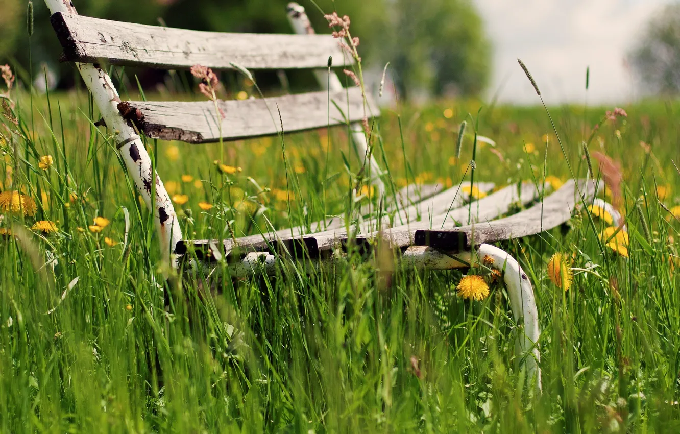 Photo wallpaper greens, grass, flowers, bench, background, widescreen, Wallpaper, vegetation