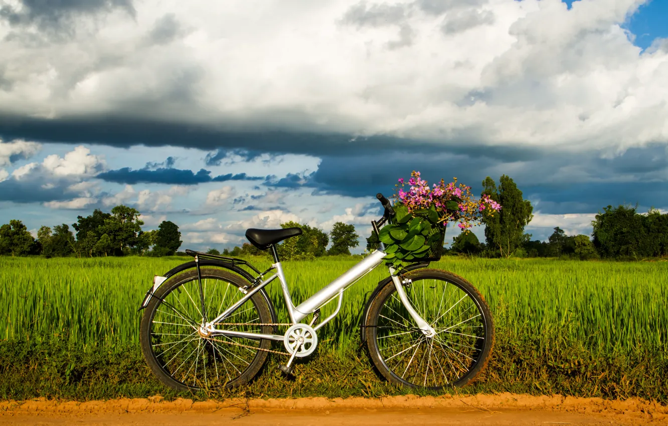 Photo wallpaper greens, the sky, grass, leaves, trees, bike, background, widescreen