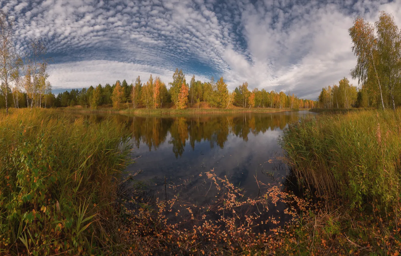 Photo wallpaper autumn, forest, shore, distortion, pond, Golden autumn