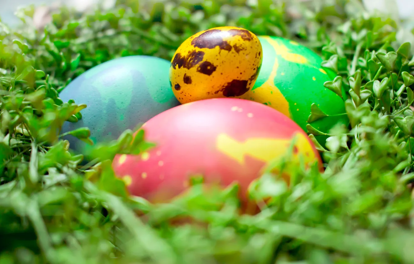 Photo wallpaper greens, space, macro, eggs, Easter, socket, space, Easter