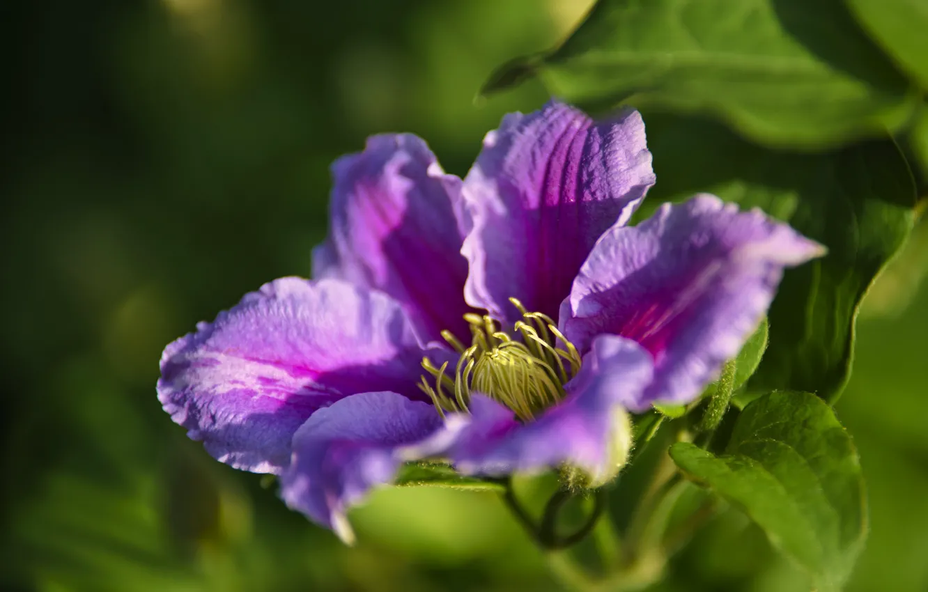 Photo wallpaper flower, leaves, macro, nature, clematis, clematis