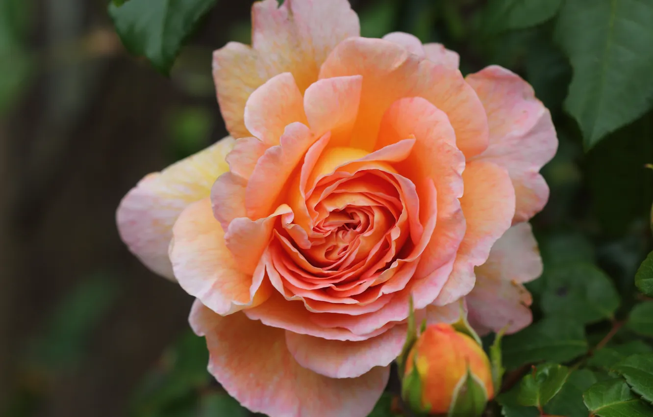 Photo wallpaper macro, roses, petals, buds