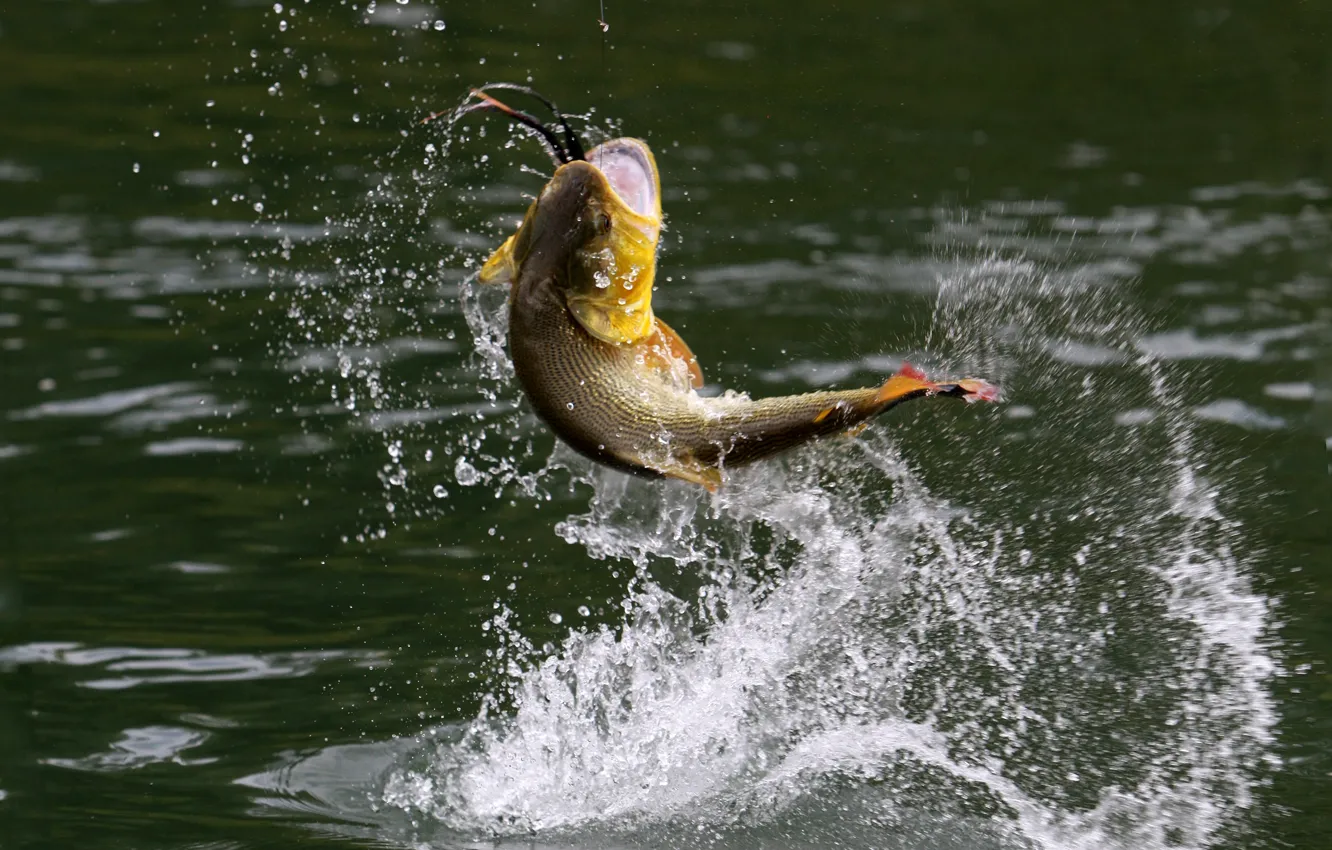 Photo wallpaper water, squirt, fishing, splash, fish, bait