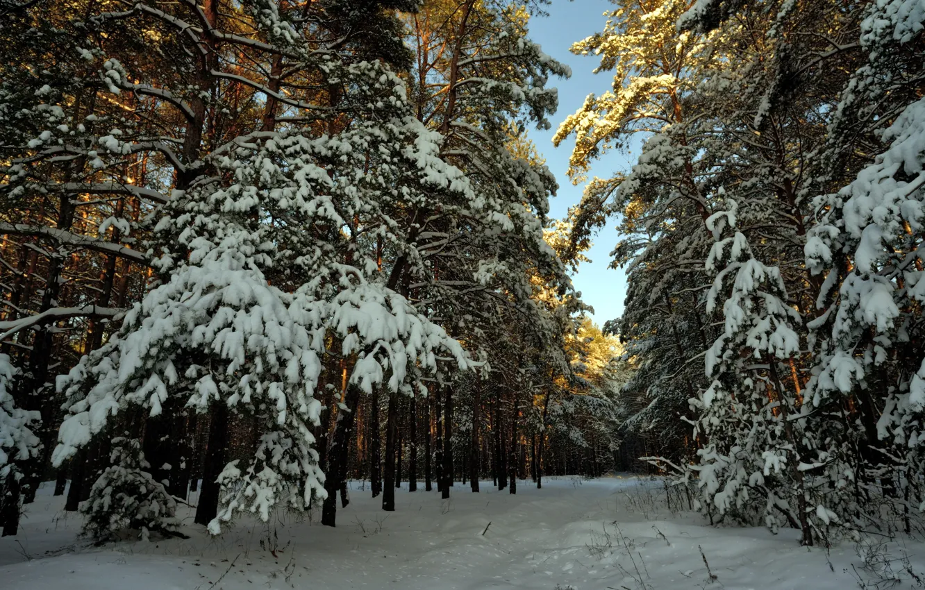 Photo wallpaper winter, forest, snow, landscape