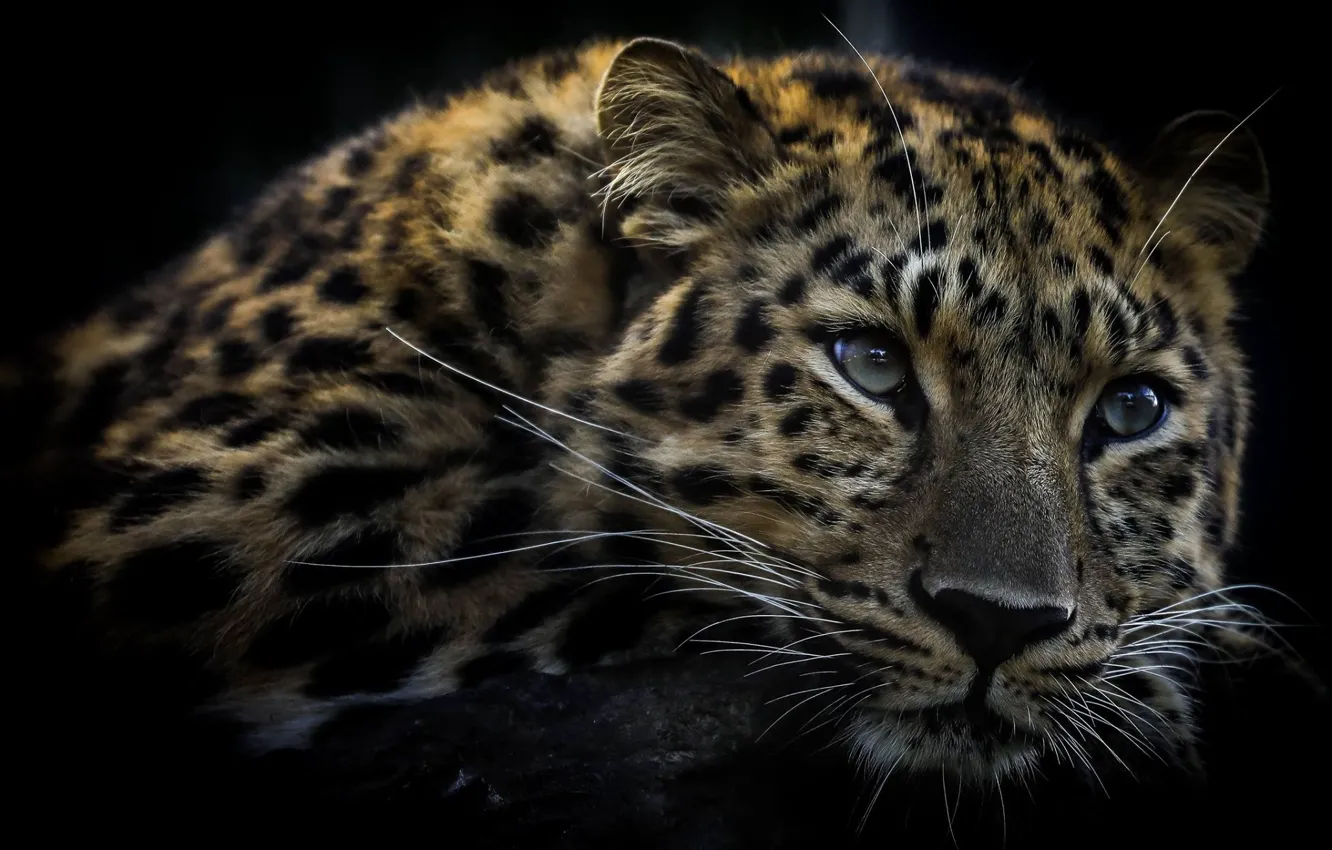 Photo wallpaper face, leopard, coloring