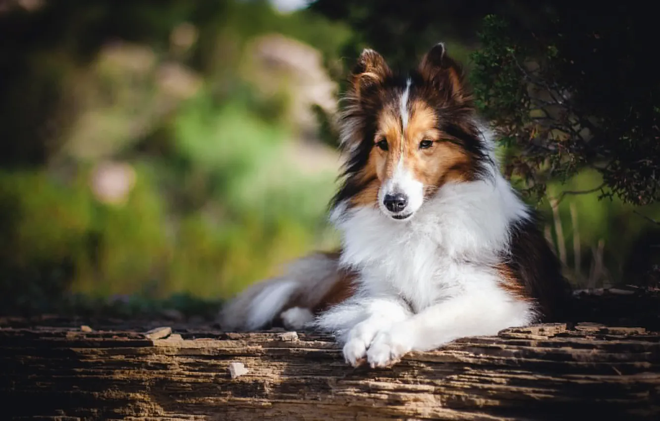 Photo wallpaper look, each, dog