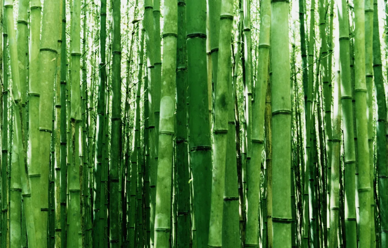 Photo wallpaper greens, cane, height