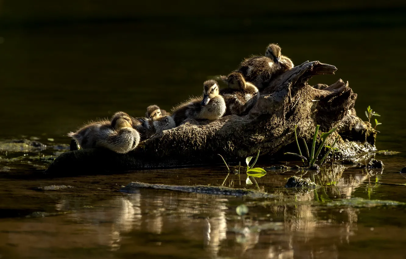Photo wallpaper water, light, nature, reflection, bird, shore, duck, snag