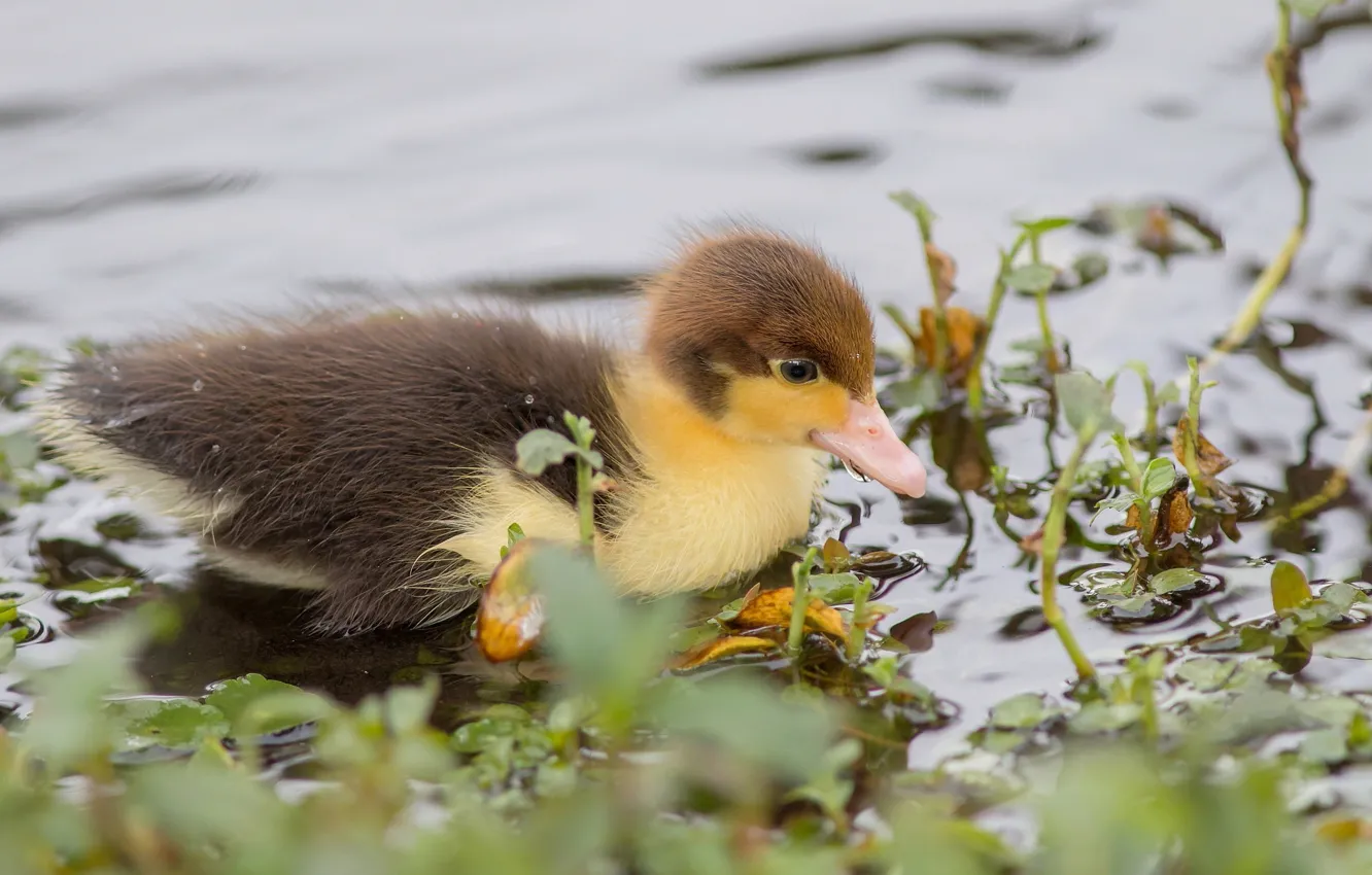 Photo wallpaper water, plant, duck