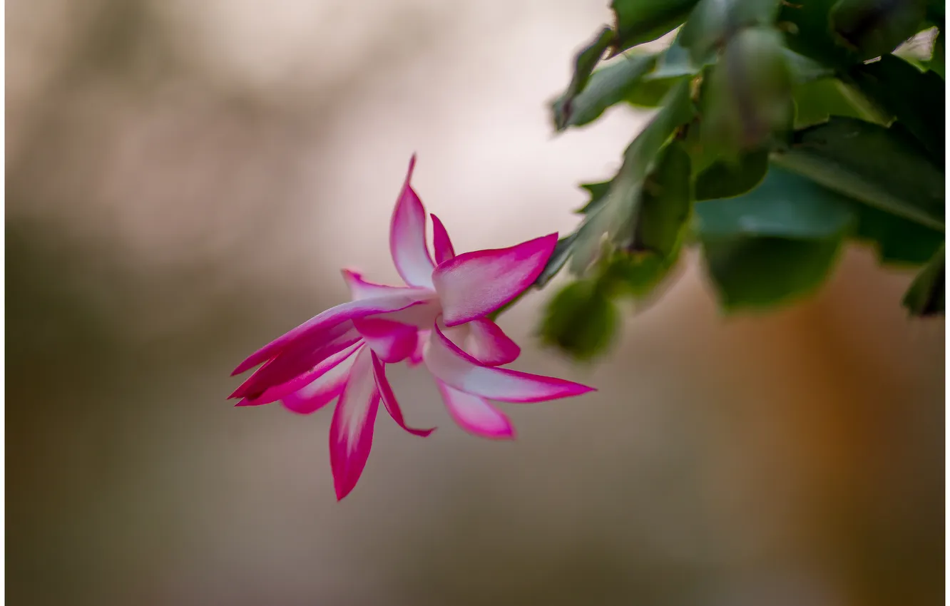 Photo wallpaper macro, flowers, nature, spring, Decembrist