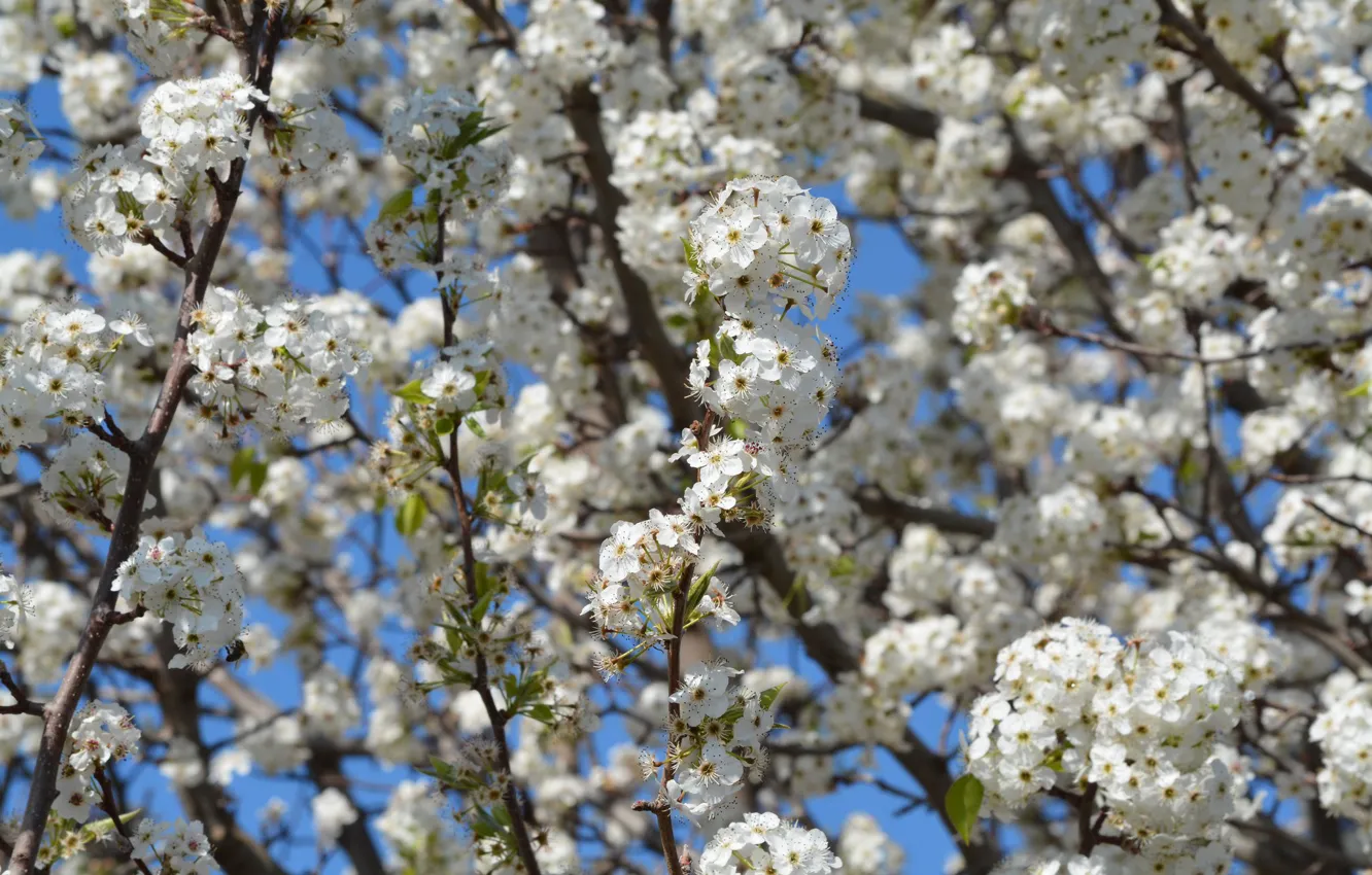 Photo wallpaper branches, cherry, spring, flowering, flowers