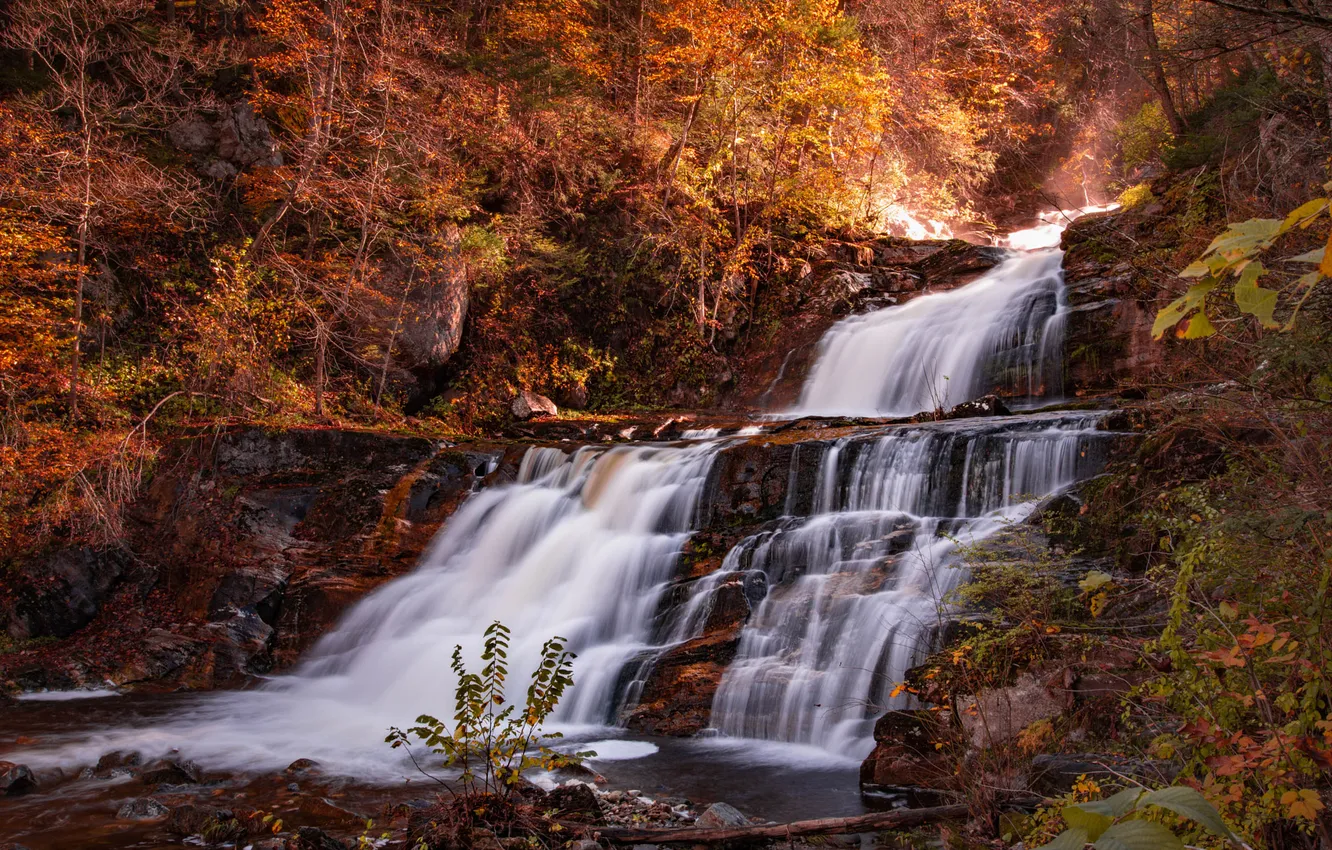 Photo wallpaper forest, light, rocks, waterfall, stream, cascade, shrub