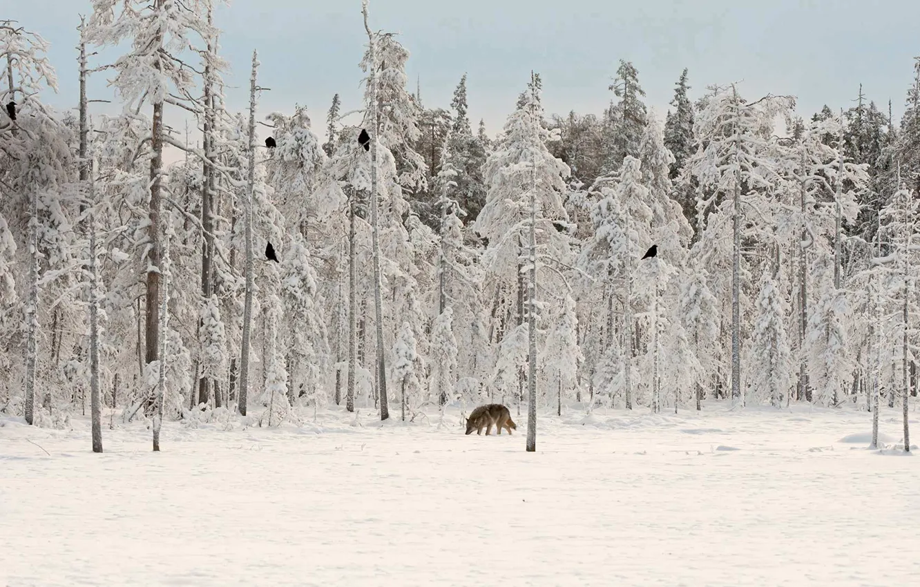 Photo wallpaper winter, forest, wolf, Raven, Finland