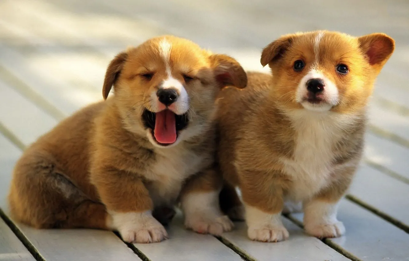 Photo wallpaper dogs, background, puppies, Welsh Corgi, Pembroke, Pembroke, Welsh Corgi