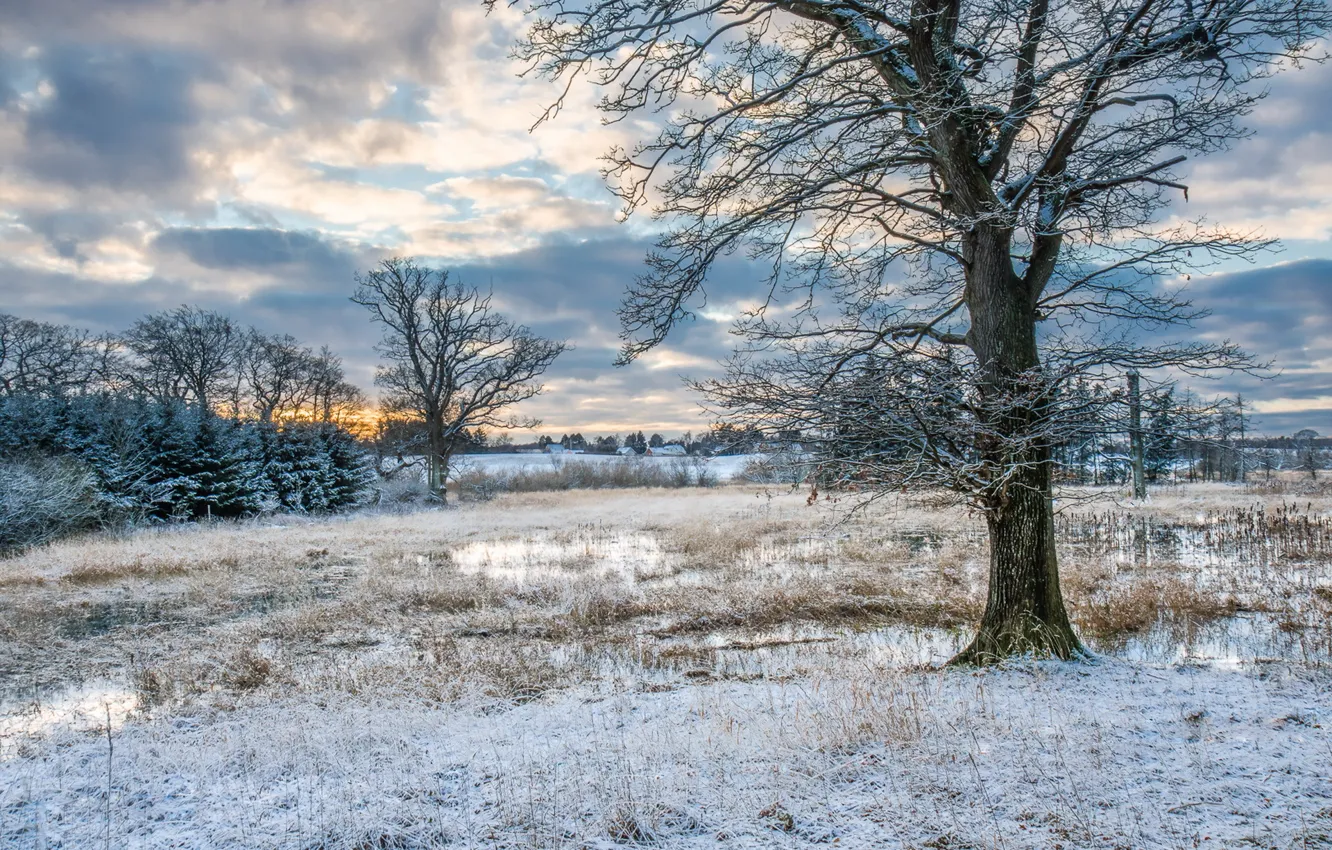 Photo wallpaper winter, trees, nature