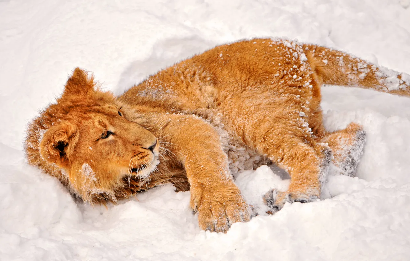 Photo wallpaper winter, look, snow, lion