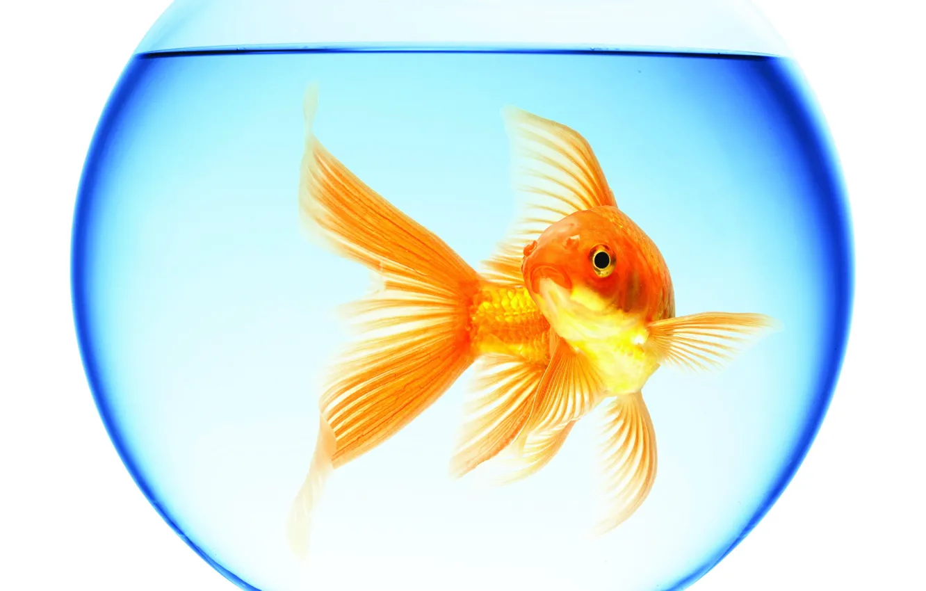 Photo wallpaper water, reflection, round, aquarium, goldfish, white background, floats