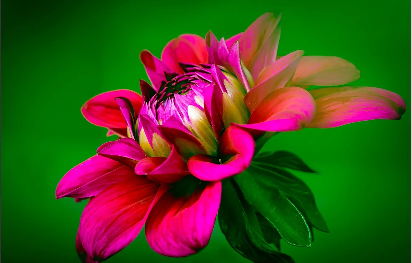 Photo wallpaper flowers, petals, dahlias, Dahlia