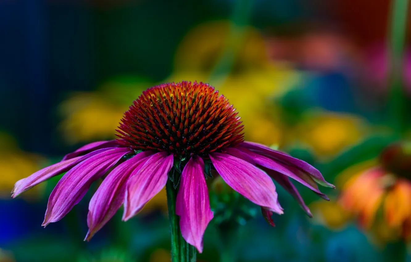 Photo wallpaper macro, nature, petals, Echinacea