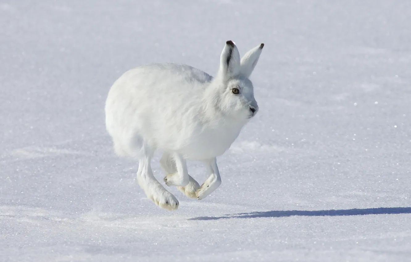 Photo wallpaper winter, white, snow, background, jump, hare, paws, ears