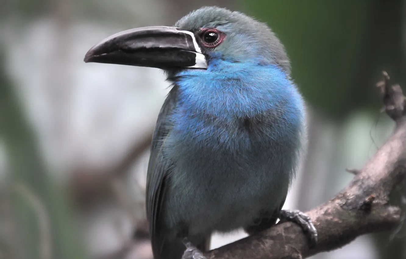 Photo wallpaper branches, bird, color, feathers, beak
