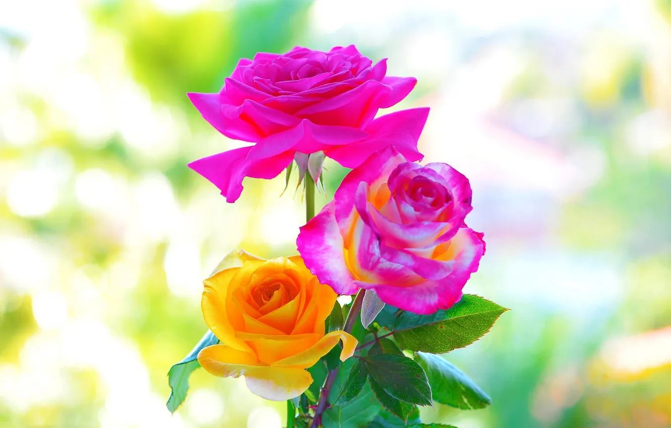 Photo wallpaper macro, background, roses, beauty, petals