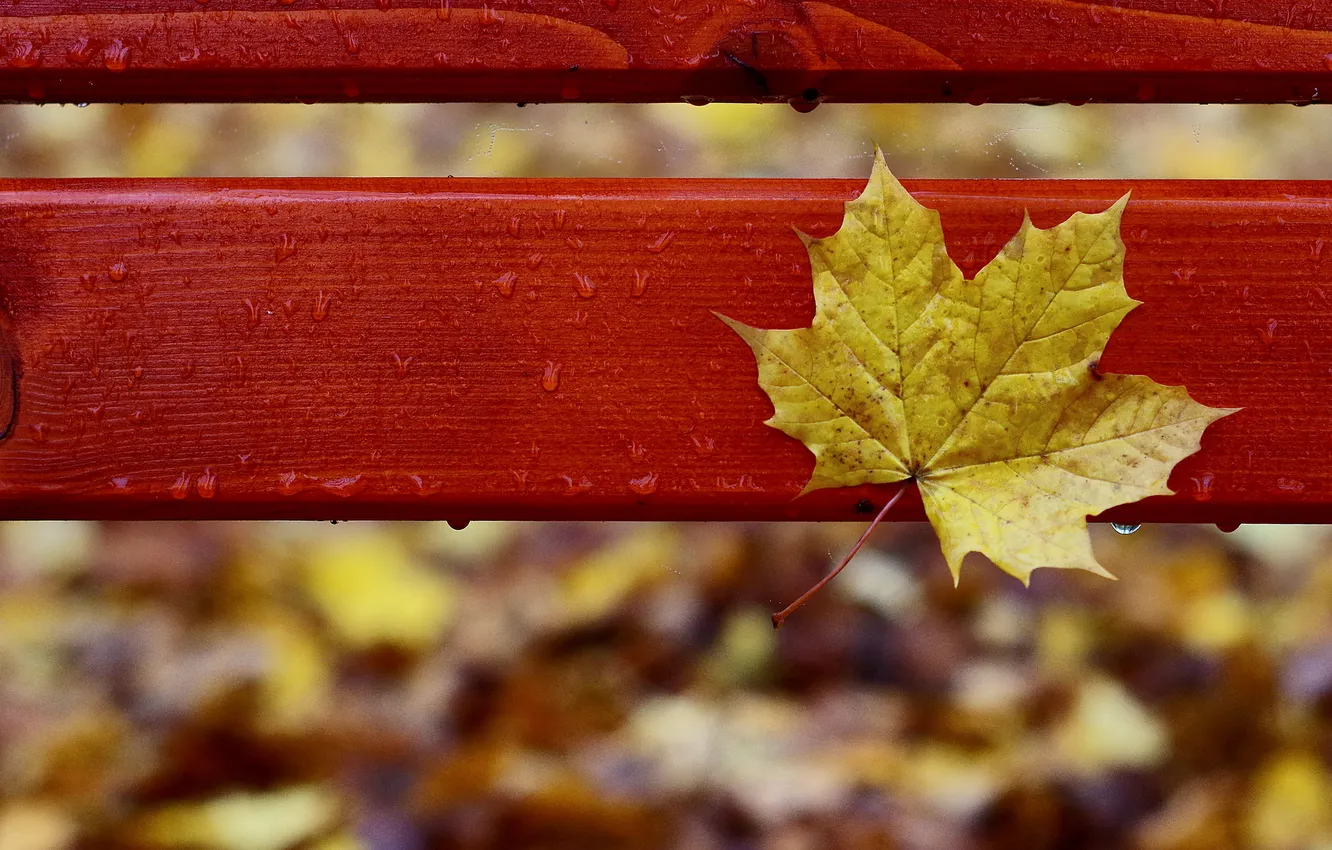 Photo wallpaper autumn, drops, bench, yellow, sheet, rain, autumn, maple