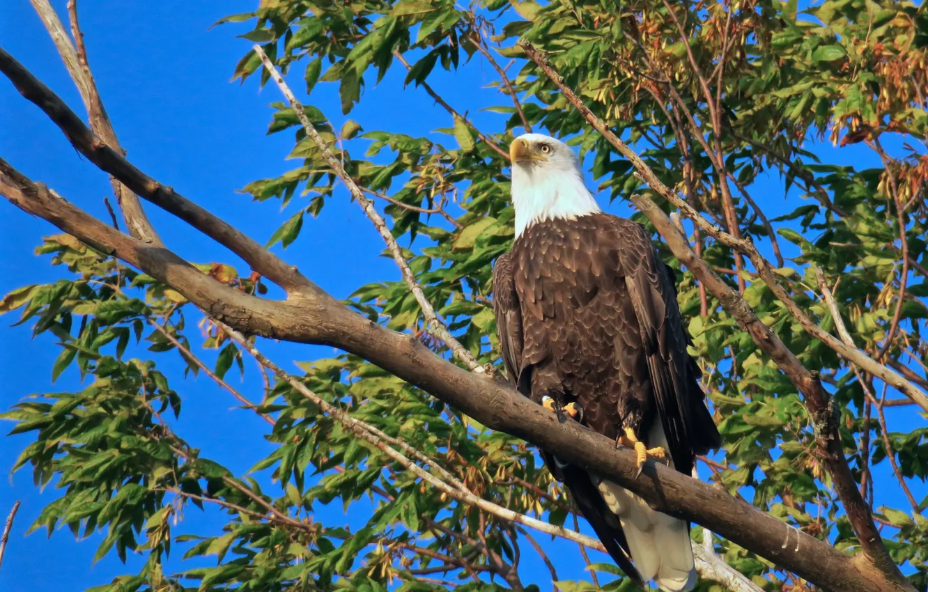 Photo wallpaper trees, branches, bird, bald eagle