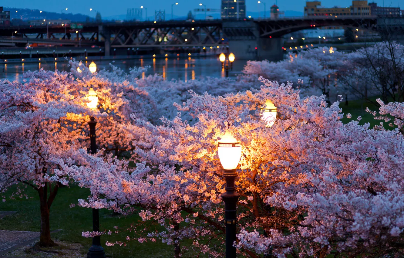 Photo wallpaper bridge, river, the evening, lights, flowering