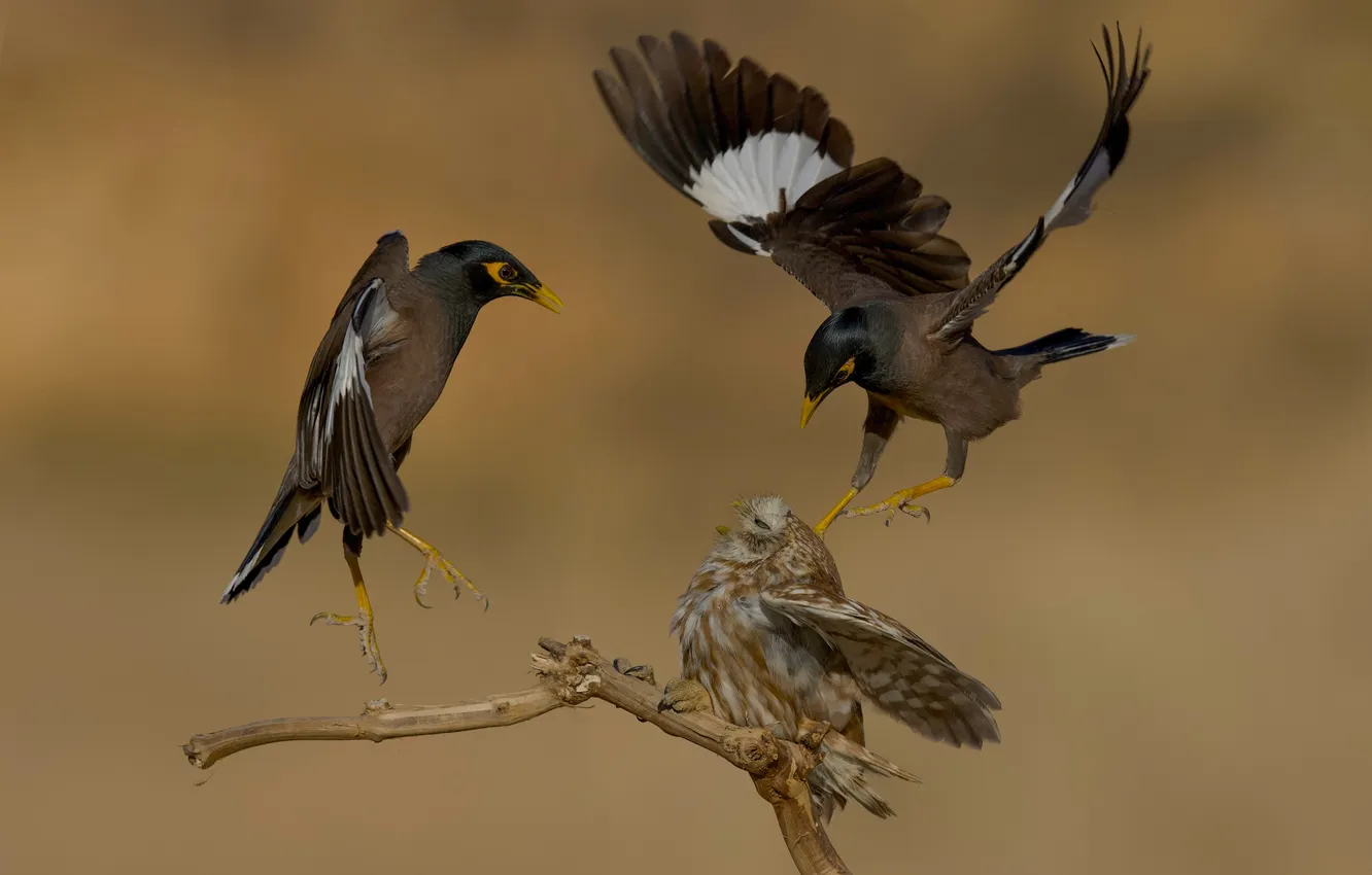 Photo wallpaper flight, branches, bird, attack, fight, bokeh, The Battle, David Manusevich
