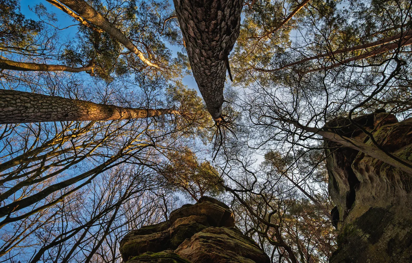 Photo wallpaper the sky, trees, bottom
