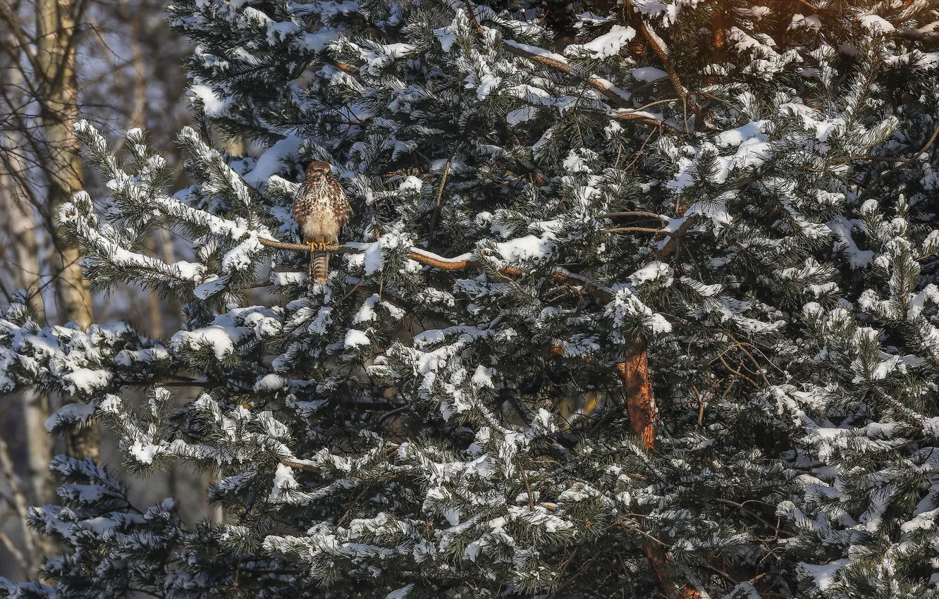 Photo wallpaper snow, trees, bird, spruce, hawk, Buzzard