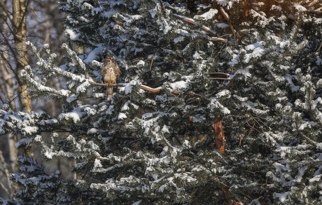 Photo wallpaper snow, tree, bird, spruce, Hawk, Buzzard