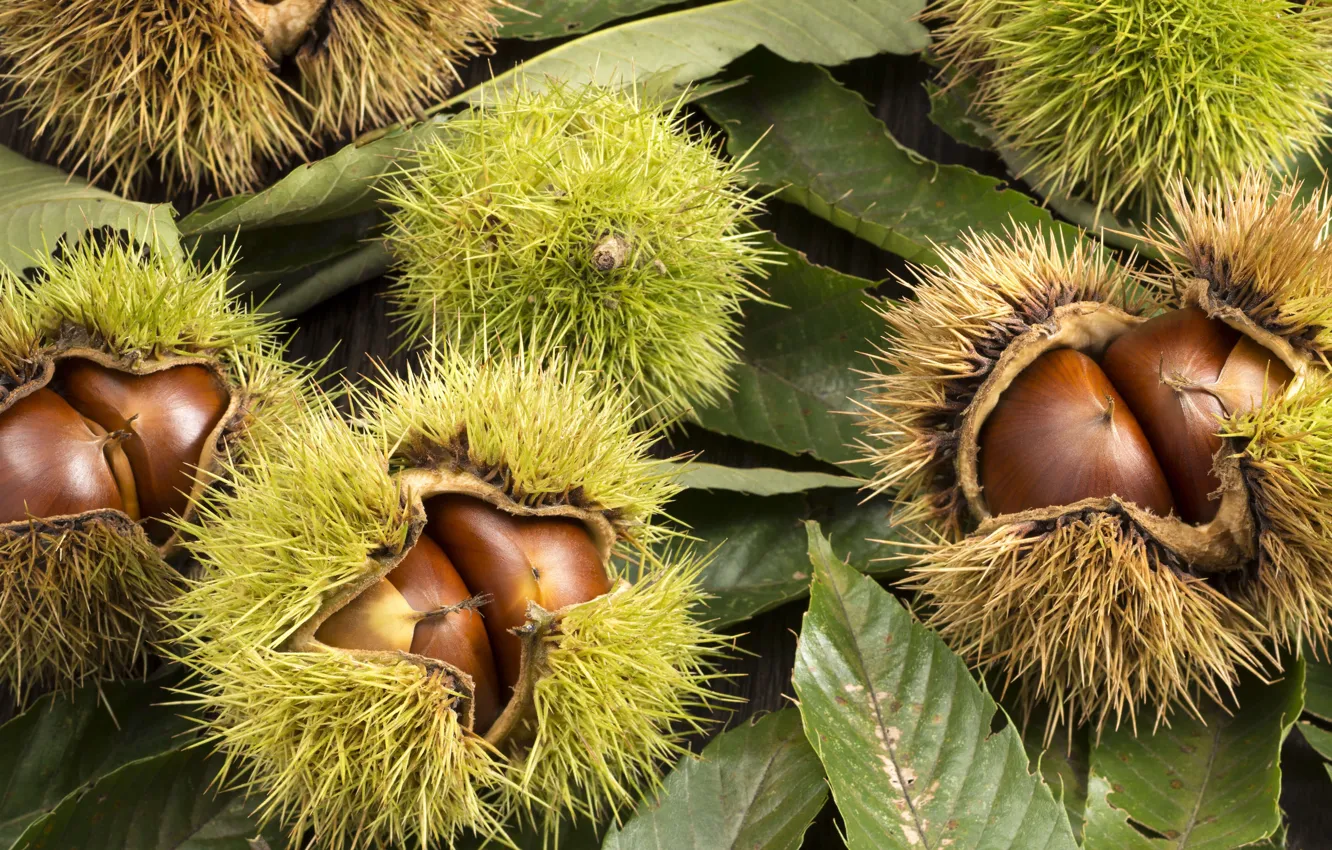 Photo wallpaper autumn, macro, fruit, chestnuts