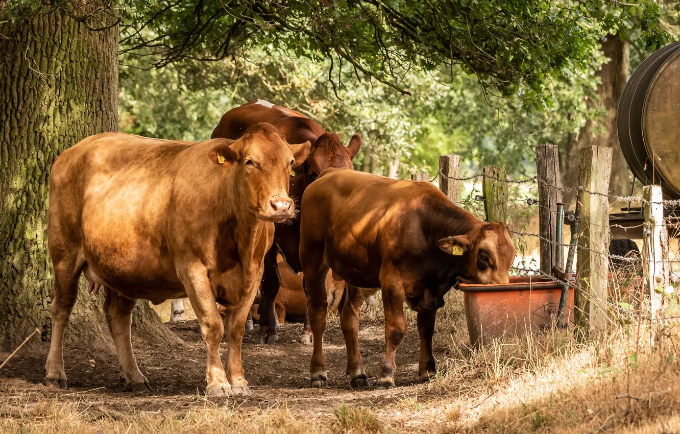 Photo wallpaper summer, grass, light, trees, foliage, the fence, cows, yard