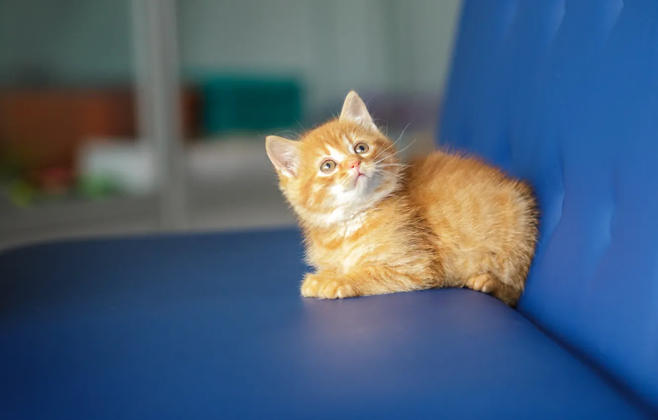 Photo wallpaper cat, look, blue, kitty, background, sofa, baby, red