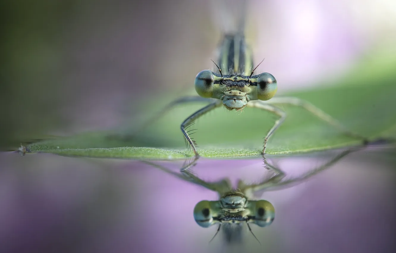 Photo wallpaper look, water, macro, reflection, leaf, dragonfly, insect