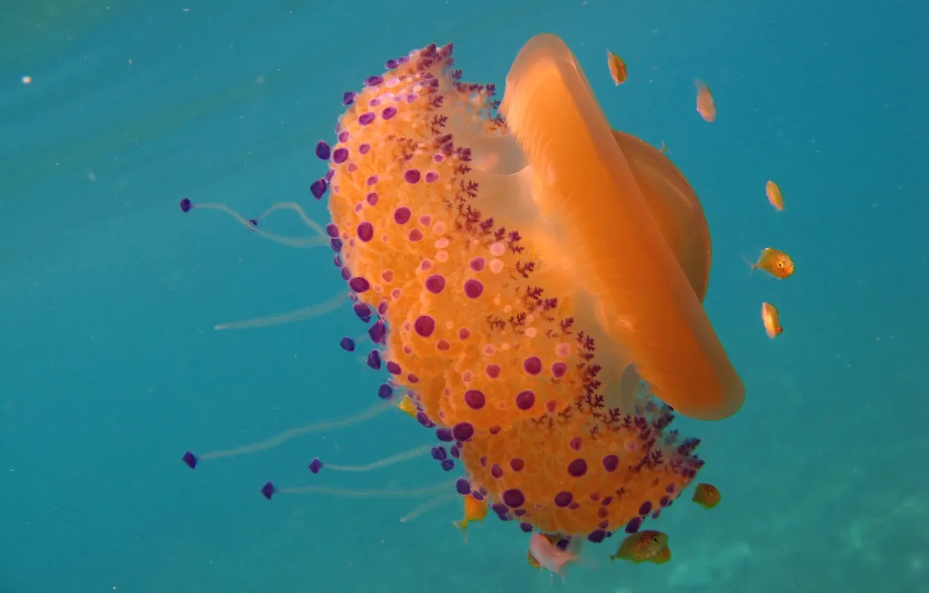 Photo wallpaper fish, the ocean, jellyfish