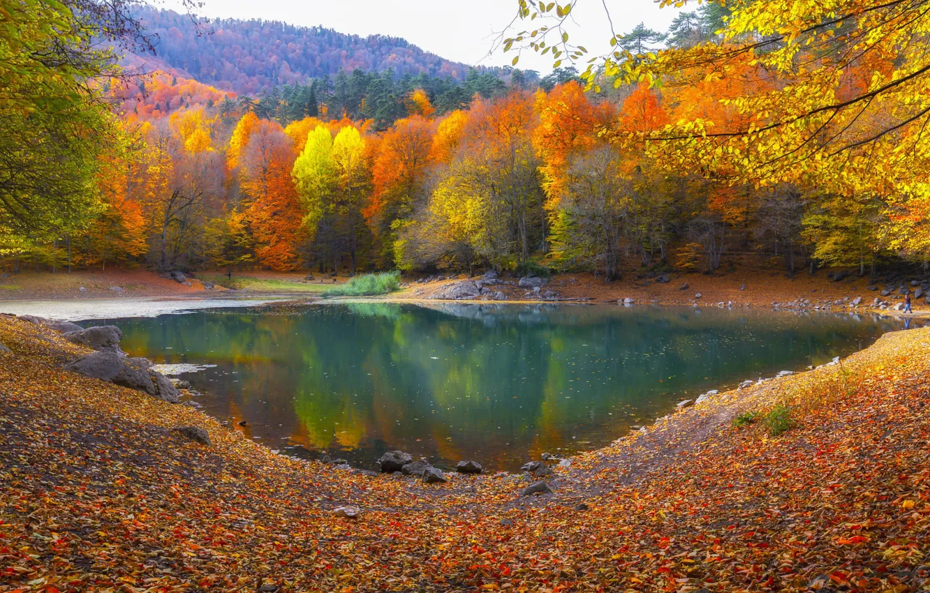 Photo wallpaper autumn, forest, branches, lake, pond, reflection, stones, shore