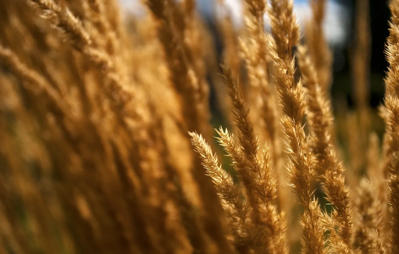 Photo wallpaper field, macro, nature, dry, grass