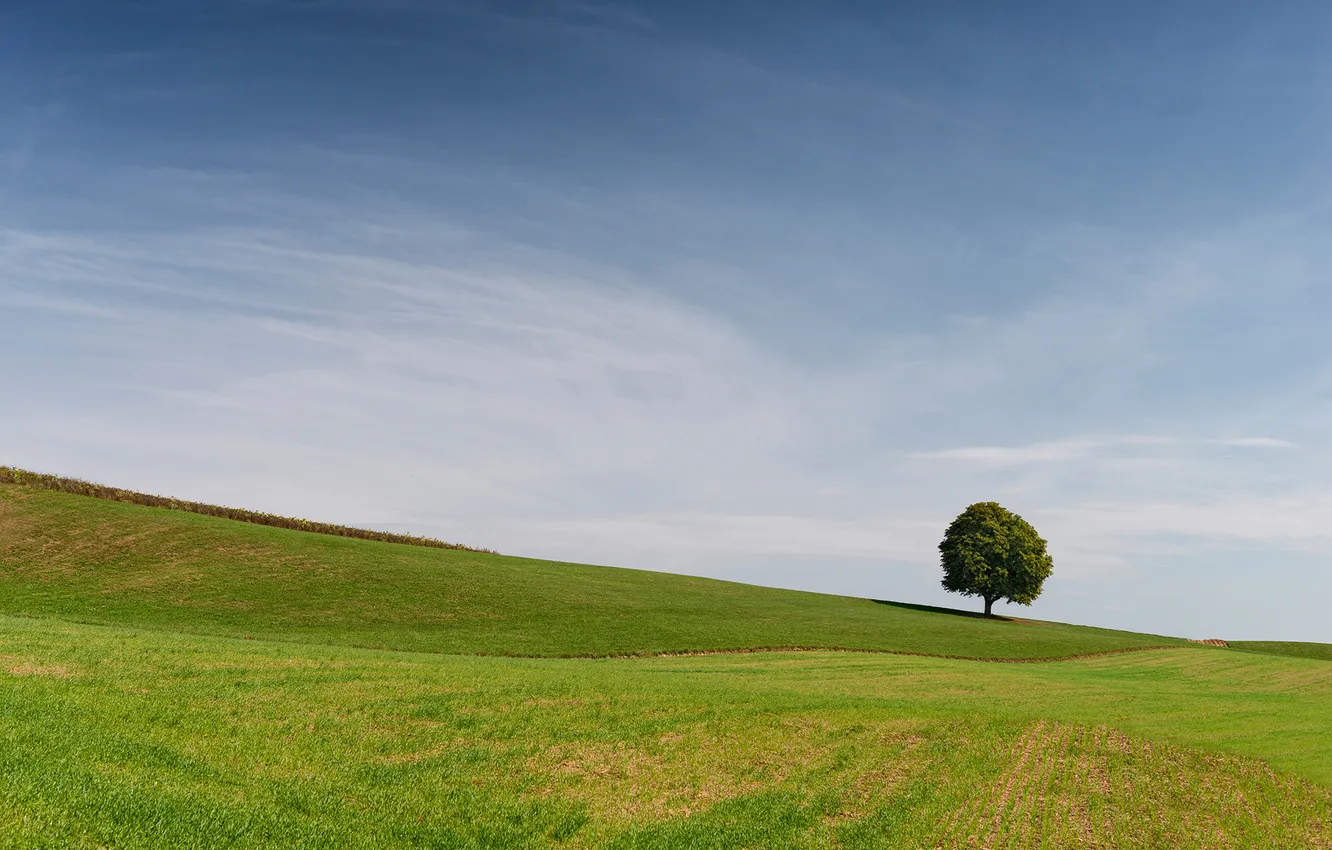 Photo wallpaper greens, field, summer, clouds, trees, blue, hills, slope