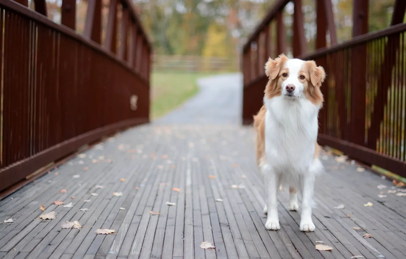 Photo wallpaper look, each, dog