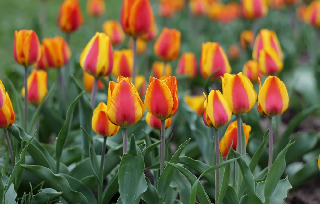 Photo wallpaper flowers, spring, tulips, buds, flowering