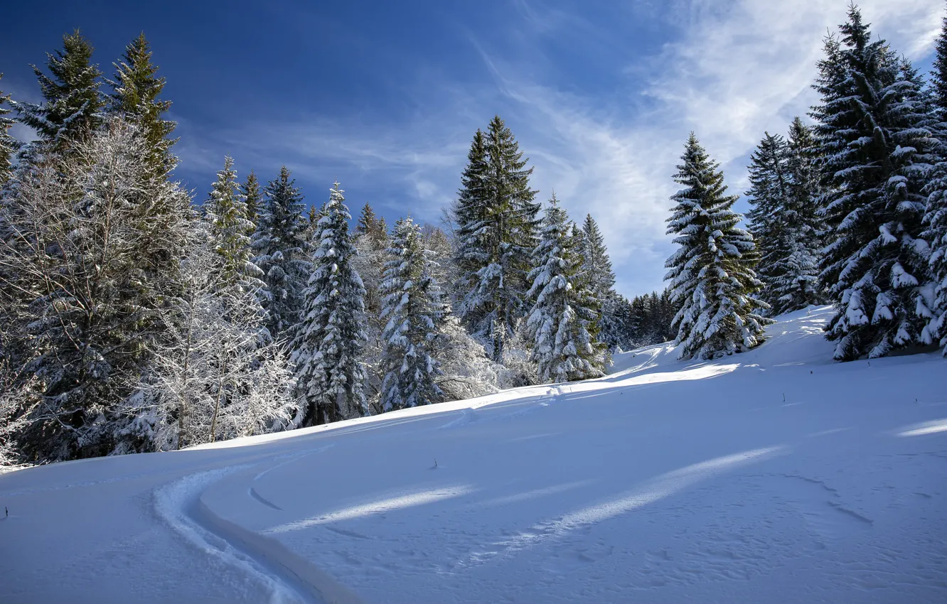 Photo wallpaper winter, frost, forest, clouds, light, snow, trees, blue