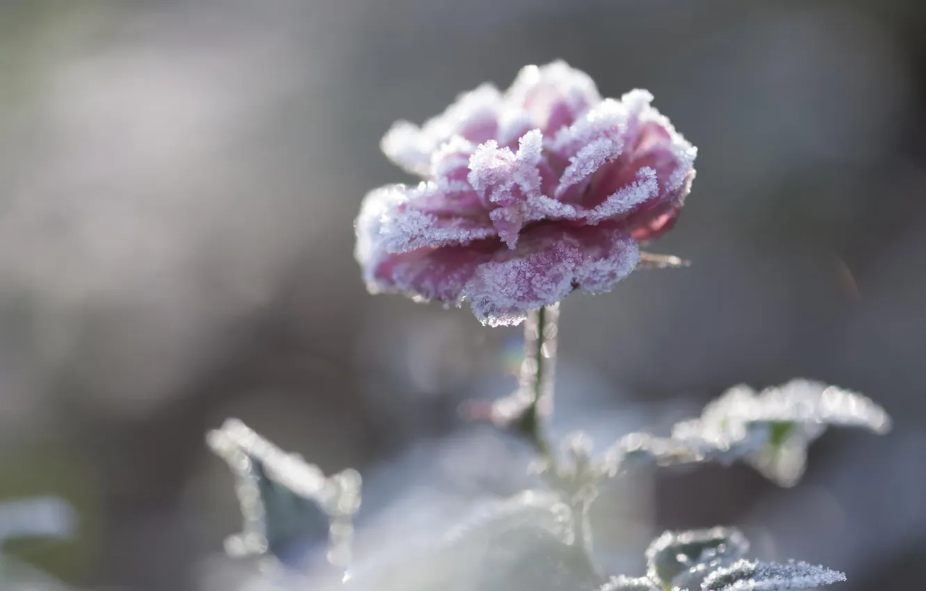Photo wallpaper frost, snow, flowers, roses, petals