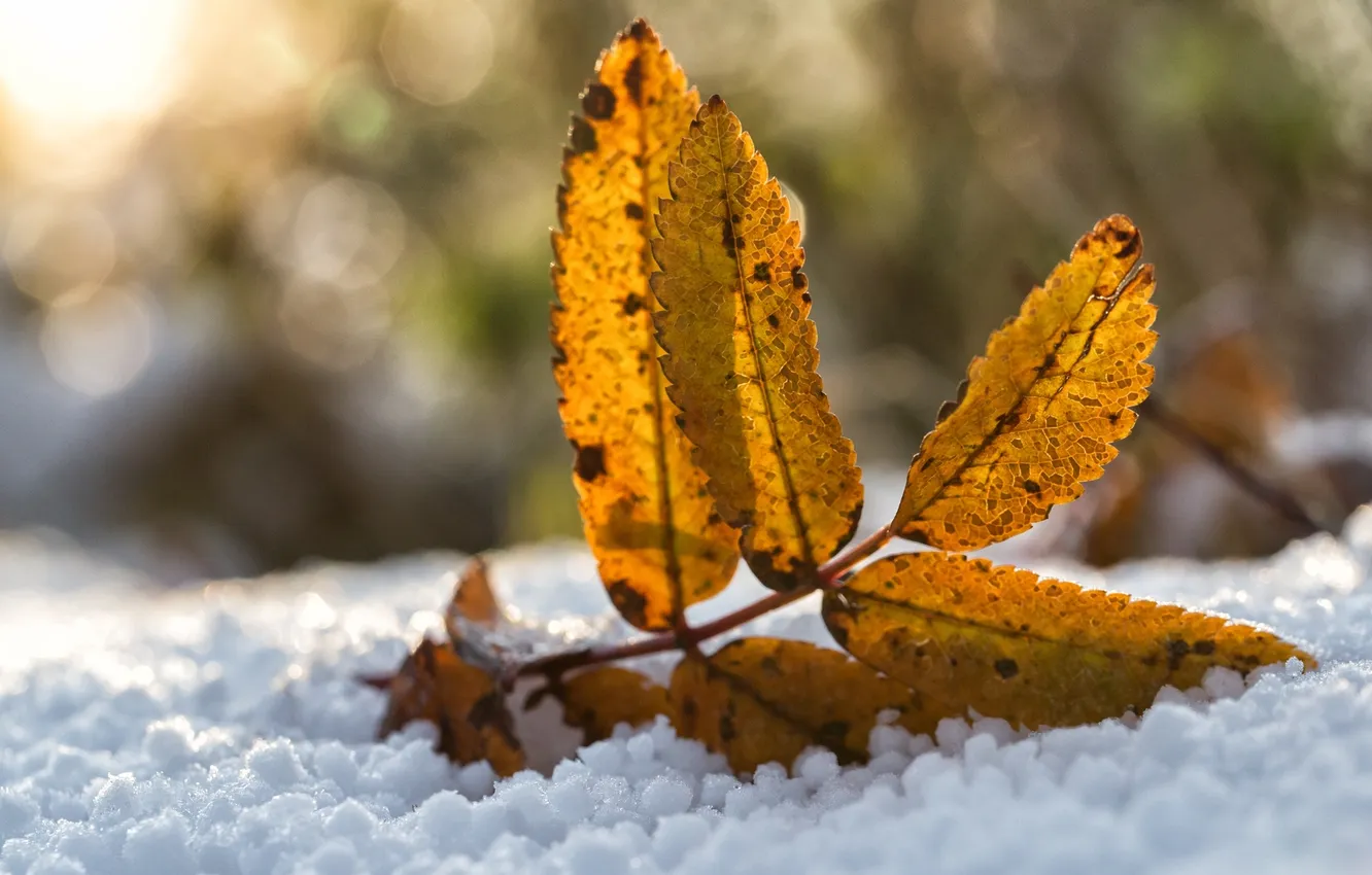 Photo wallpaper winter, leaves, snow, yellow, autumn