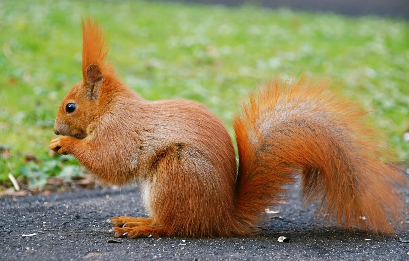 Photo wallpaper fluffy, protein, red, the beauty, funny