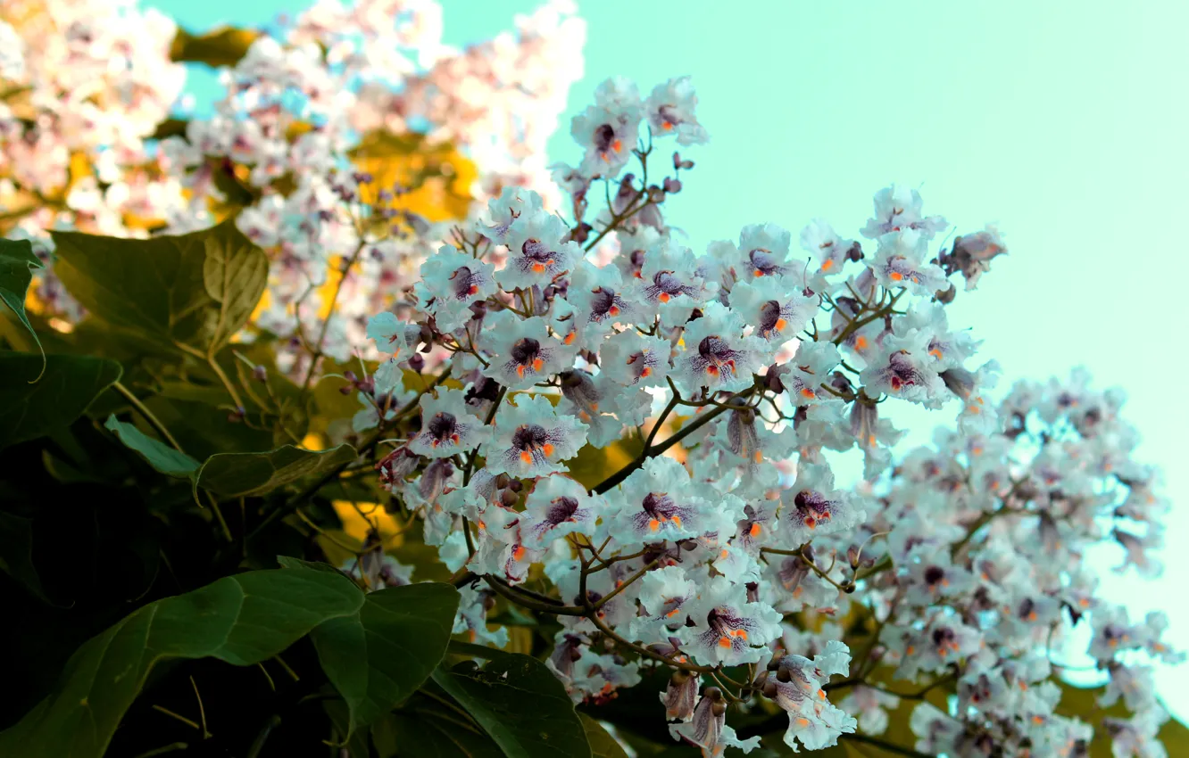 Photo wallpaper white, trees, flowers, nectar, chestnuts