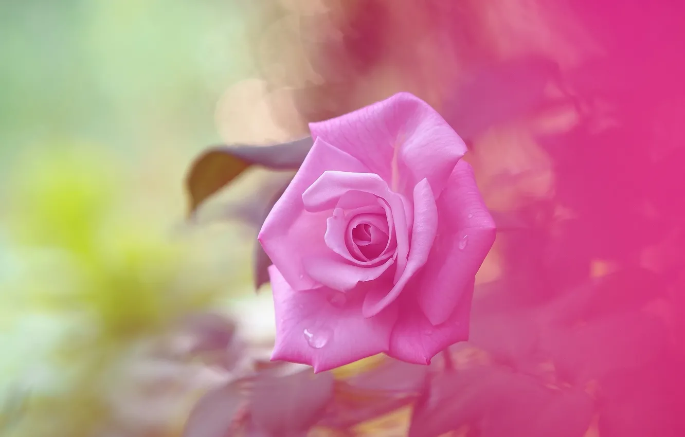 Photo wallpaper background, tenderness, rose, rosette, pink rose