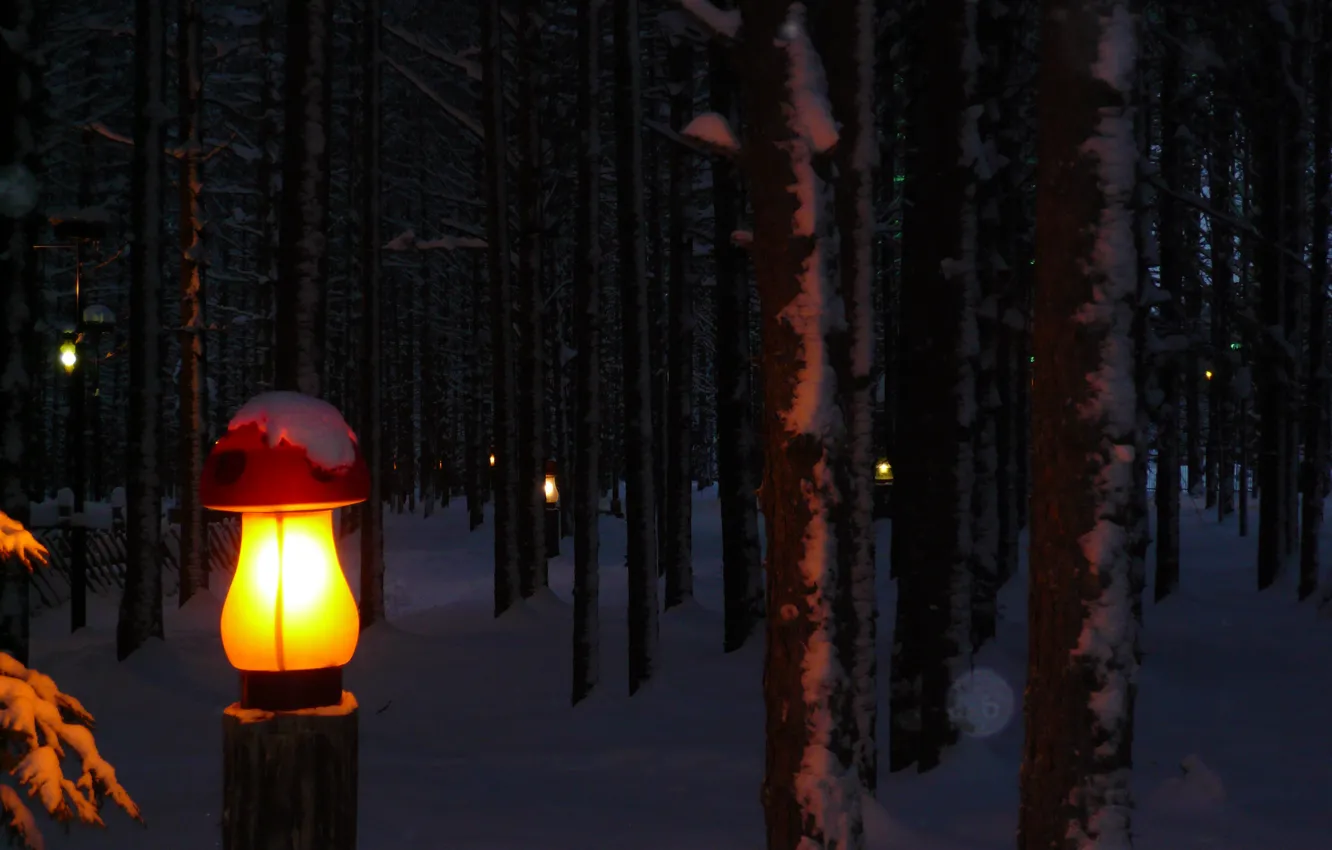 Photo wallpaper winter, forest, mushrooms, flashlight, Veliky Ustyug